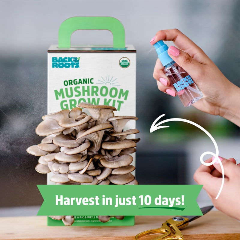 Back to the Roots Back to the Roots Organic Oyster Mushroom Grow Kit, Harvest Gourmet Mushrooms In 10 Days  - Image 4