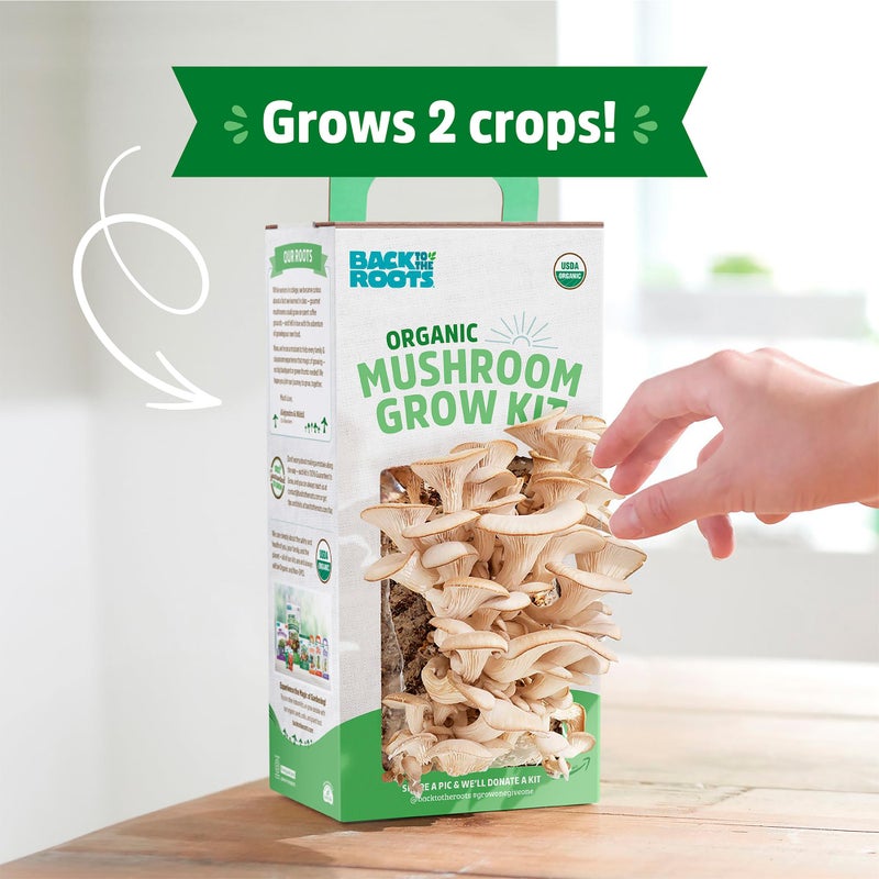 Back to the Roots Back to the Roots Organic Oyster Mushroom Grow Kit, Harvest Gourmet Mushrooms In 10 Days  - Image 3