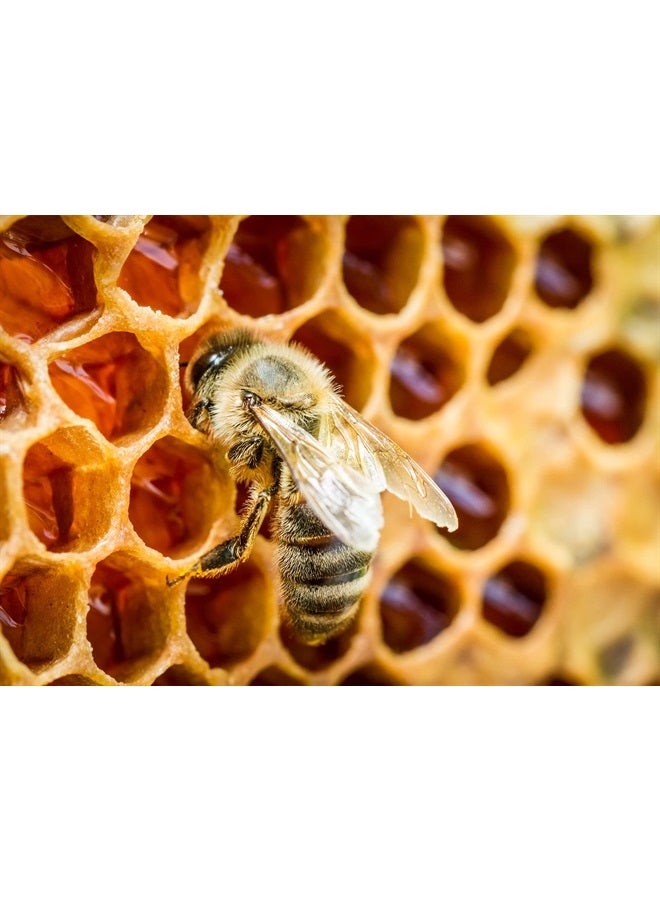 Jovvily مسحوق بروبوليس النحل - 8 أونصات - مختبر موثق - دائمًا نقي - بدون إضافات - Image 3