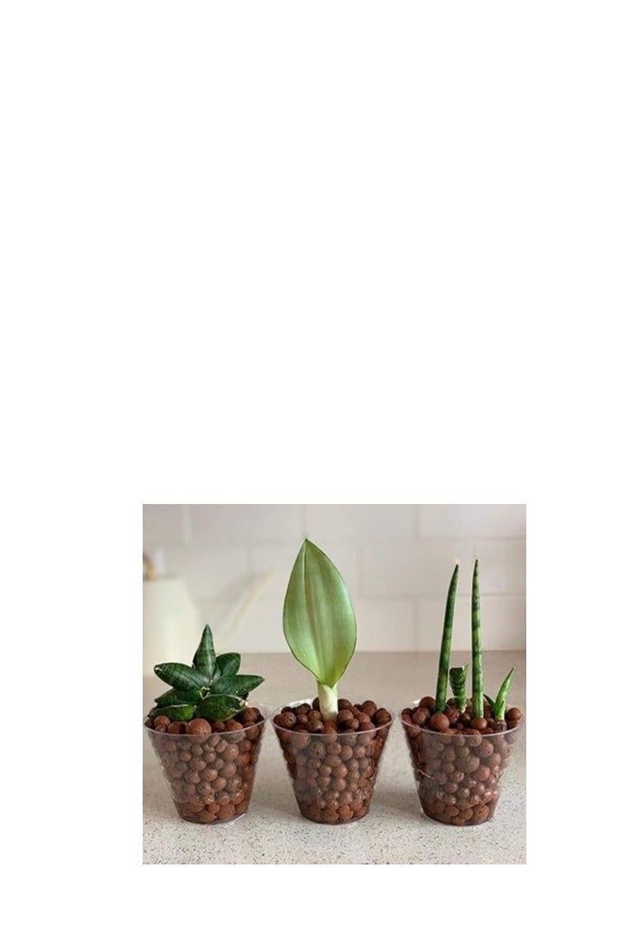 Clay Balls, Lightweight Growing Media for Hydroponics and Aeroponics, pH Neutral, Porous Structure (1, Kilograms) - Image 2
