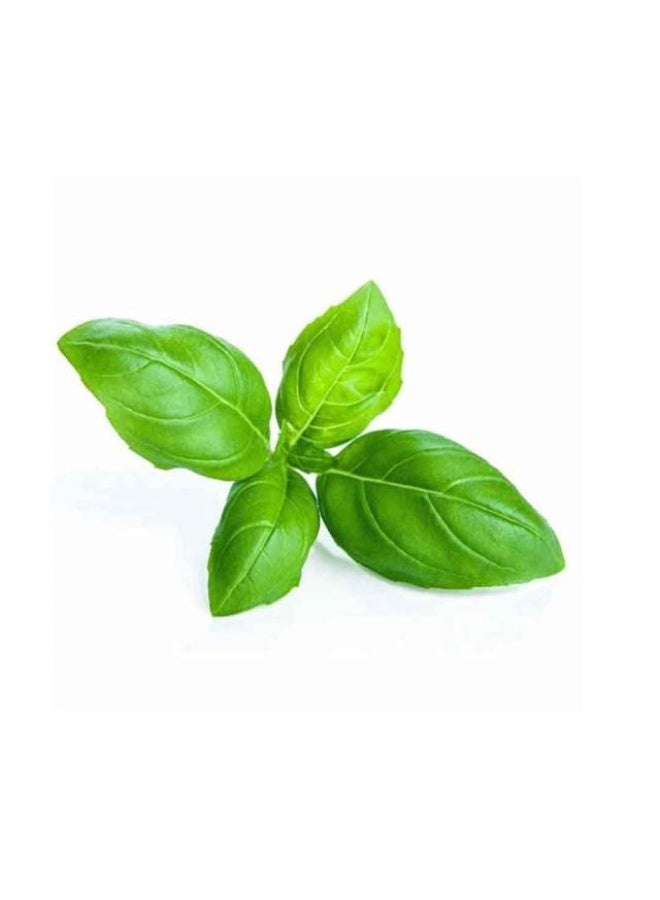 Basil, 20gm, UAE