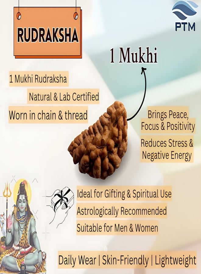 بي تي إم خرز موخي رودراكشا 1 معتمد من PTM | إيك موخي/ وجه واحد الخرز الأصلي | رودراكشا الفلكية الطبيعية للرجال والنساء - Image 3