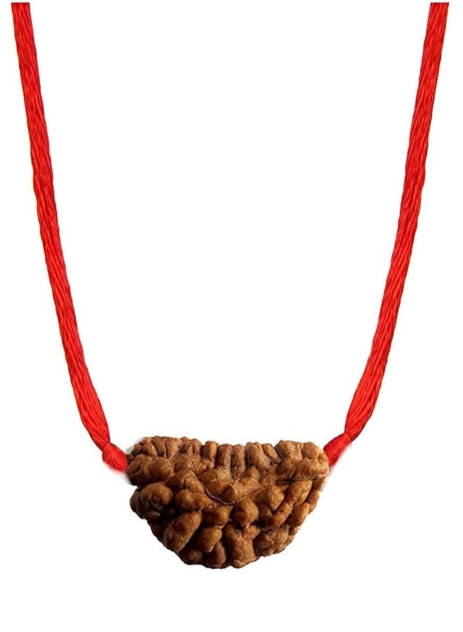 بي تي إم خرز موخي رودراكشا 1 معتمد من PTM | إيك موخي/ وجه واحد الخرز الأصلي | رودراكشا الفلكية الطبيعية للرجال والنساء - Image 1