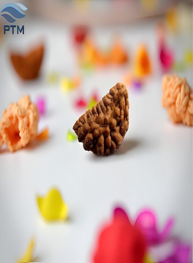 بي تي إم خرز موخي رودراكشا 1 معتمد من PTM | إيك موخي/ وجه واحد الخرز الأصلي | رودراكشا الفلكية الطبيعية للرجال والنساء - Image 2