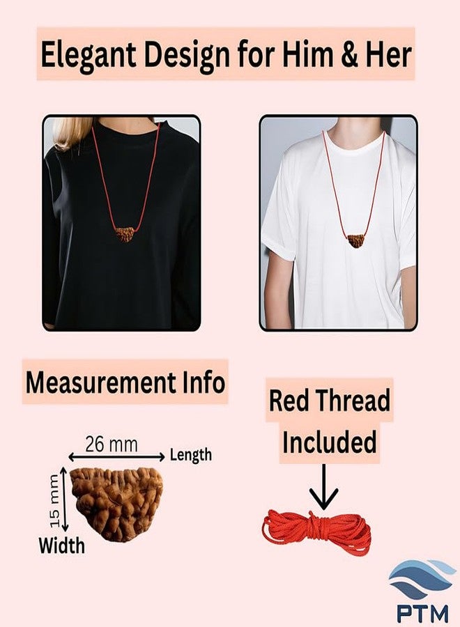 بي تي إم خرز موخي رودراكشا 1 معتمد من PTM | إيك موخي/ وجه واحد الخرز الأصلي | رودراكشا الفلكية الطبيعية للرجال والنساء - Image 5