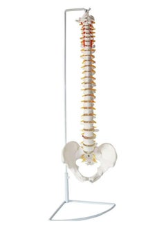 Human Spine And Pelvic Ligament Study Model Teaching Tool For Doctors Offices  - Image 1