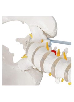 Human Spine And Pelvic Ligament Study Model Teaching Tool For Doctors Offices  - Image 2