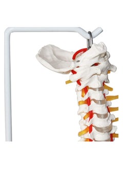 Human Spine And Pelvic Ligament Study Model Teaching Tool For Doctors Offices  - Image 3