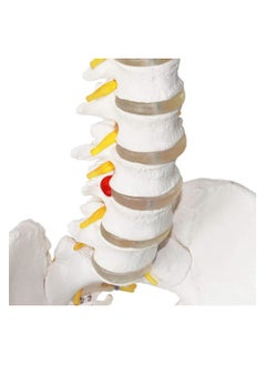 Human Spine And Pelvic Ligament Study Model Teaching Tool For Doctors Offices  - Image 4