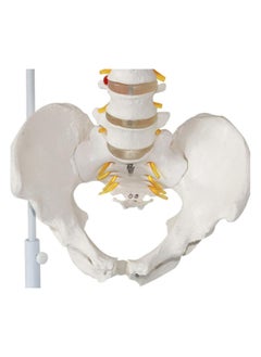 Human Spine And Pelvic Ligament Study Model Teaching Tool For Doctors Offices  - Image 5