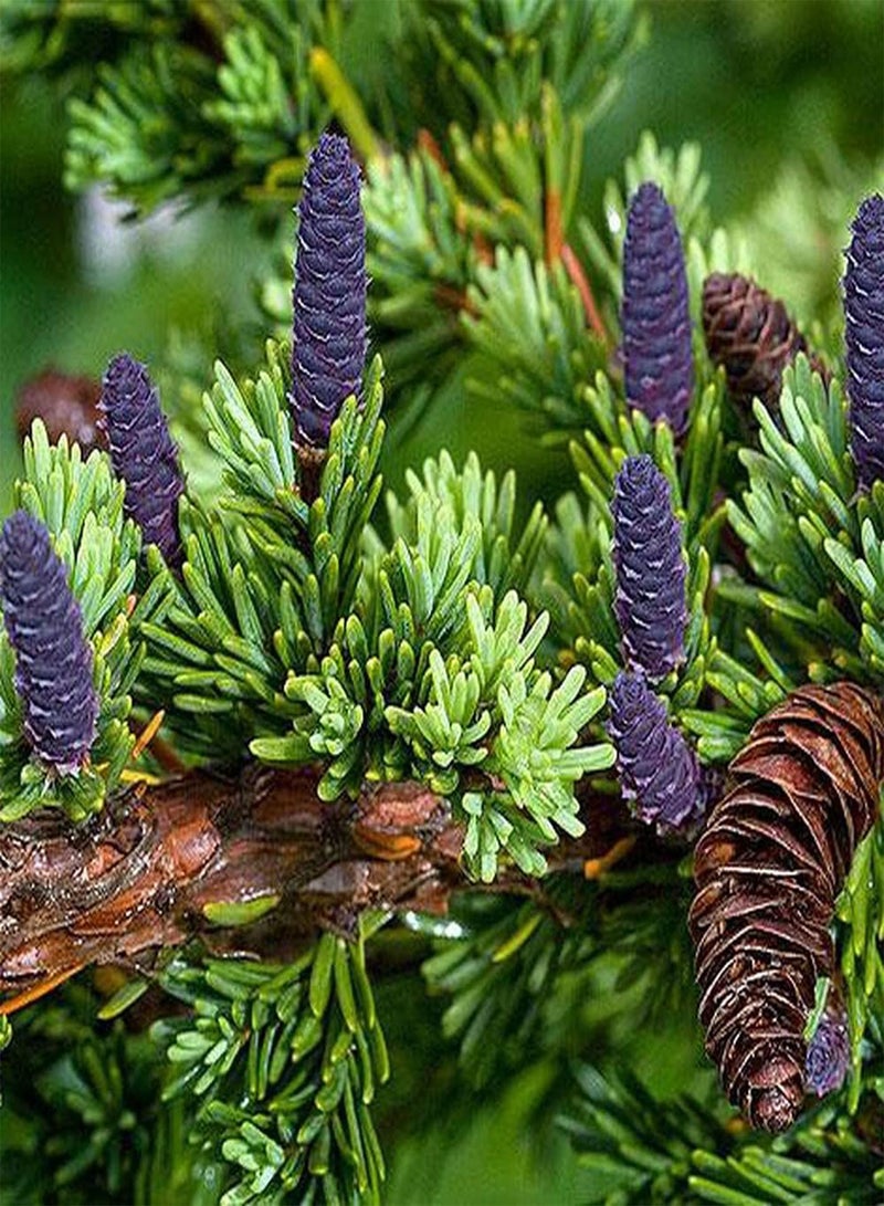GGOOT 100Pcs Fresh Spruce Seeds Hardy Perennial Landscape Tree Seeds for Planting As Home Office Gardening Decoration Easy to Care Variety - Image 1