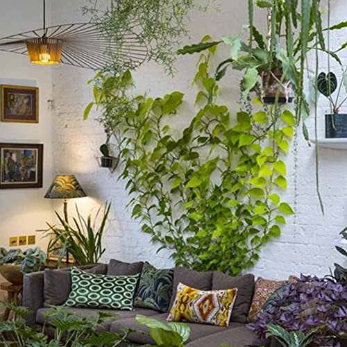 TAZLYN TAZYN Plant Support for Climbers Leaf Plant Organiser Clip Money Plant Clips for Wall Support Creeper Plant Support Climber Support for Plants Plant Holder for Wall Climbing Wall Clips (30 PCS Pack) - Image 4