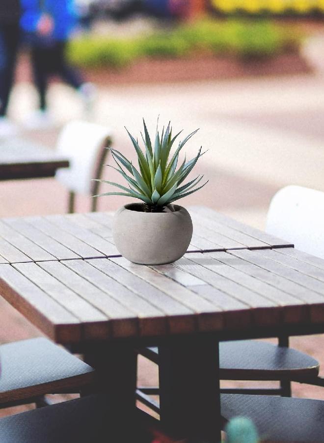 Serene Spaces Living Serene Spaces Living Sword Grass in Grey Cement Pot, Set of 2, Perfect for Weddings and Home Décor, Real Looking Succulent for Decoration, Measures 6in Diameter x 8in High  - Image 3