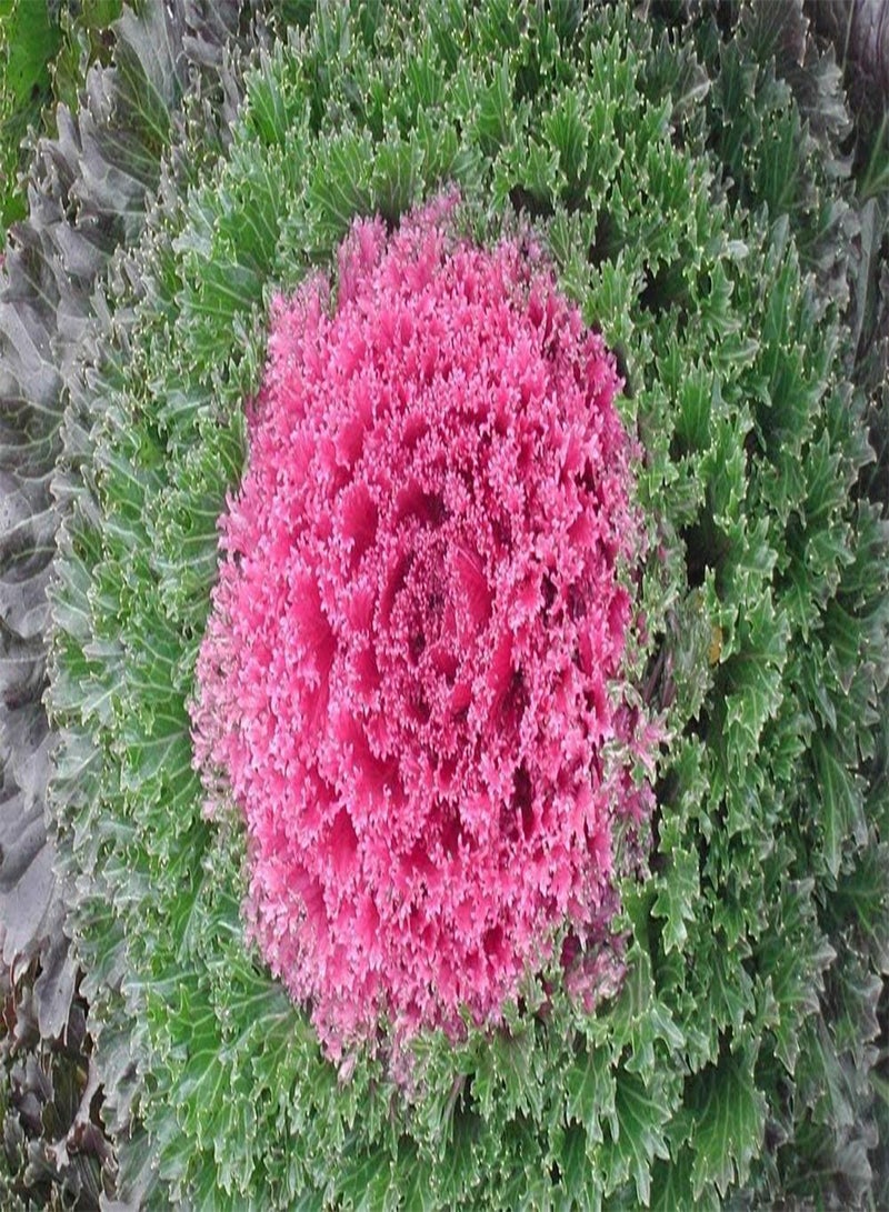 GGOOT Kamome Pink -Flowering Kale Flowering Cabbage - 10 Seeds, Ornamental Kale