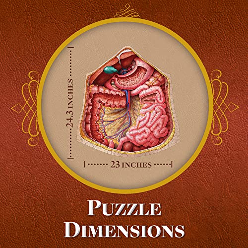 Genius Games Human Abdomen Anatomy Jigsaw Puzzle | Dr Livingston's Unique Shaped Science Puzzles, Accurate Medical Illustrations of the Body, Organs, Stomach, Liver and Intestines - Image 3