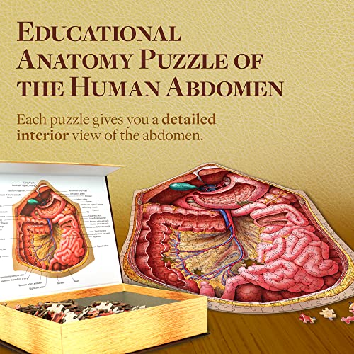 Genius Games Human Abdomen Anatomy Jigsaw Puzzle | Dr Livingston's Unique Shaped Science Puzzles, Accurate Medical Illustrations of the Body, Organs, Stomach, Liver and Intestines - Image 4
