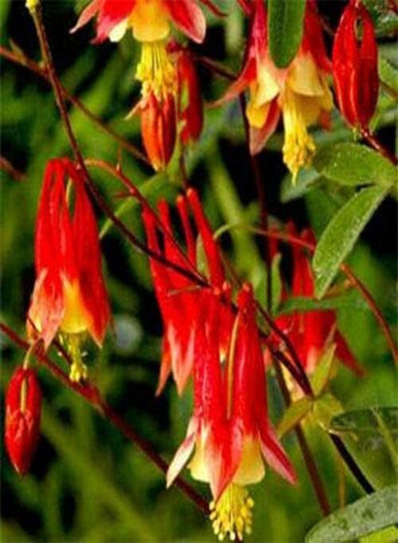 GGOOT Columbine (Aquilegia Canadensis) Eastern Red- 50 Seeds - Image 1