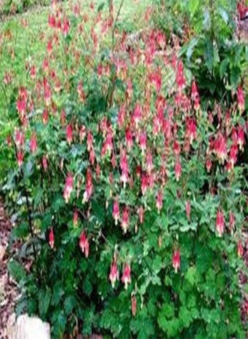 GGOOT Columbine (Aquilegia Canadensis) Eastern Red- 50 Seeds - Image 2