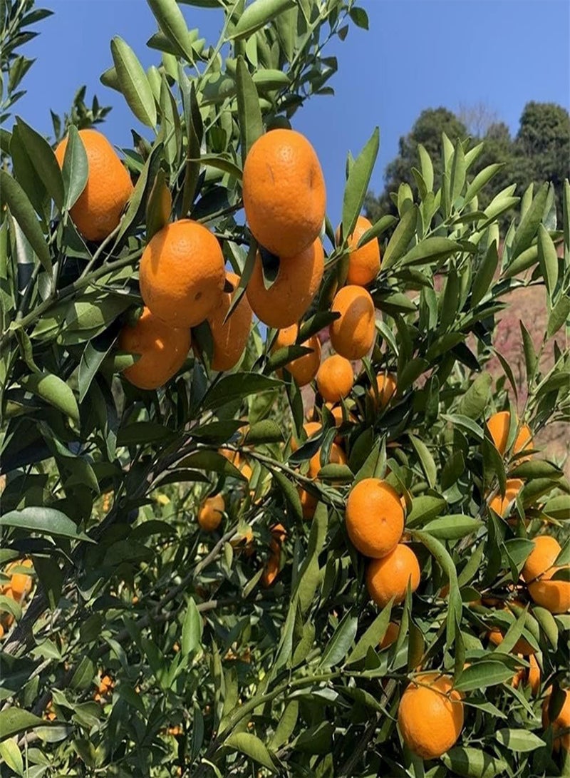 جي جوت 100 قطعة من بذور البرتقال، يوسفي طازج، رائحة طيبة، فواكه أساسية للعائلة، أشجار زينة جميلة، صنف للمبتدئين مناسب للمبتدئين - Image 2