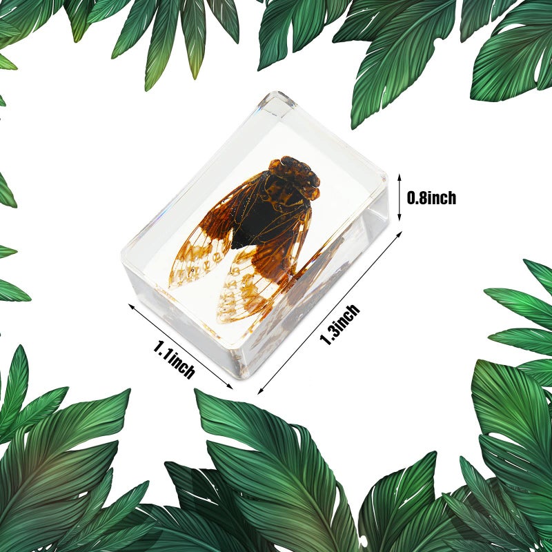Macarrie 12 Pcs Insect Specimens, Bugs Collection Real Specimens of Butterflies and Beetles Made of Resin for Kids Classroom Science Education Animal Collection, Bug Preserved, Biology(Butterfly) - Image 5