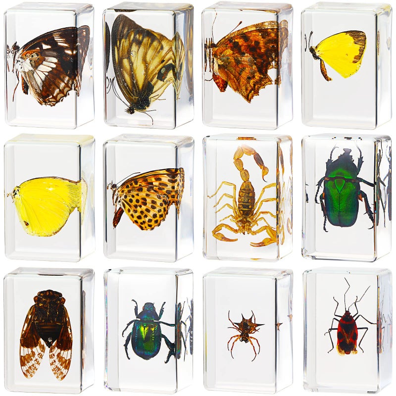 Macarrie 12 Pcs Insect Specimens, Bugs Collection Real Specimens of Butterflies and Beetles Made of Resin for Kids Classroom Science Education Animal Collection, Bug Preserved, Biology(Butterfly) - Image 1