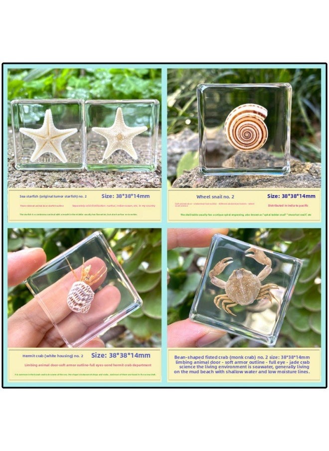 Insect Specimen Real Mono Fairy Amber Scarab Book Town Home Desk Decoration Mantis Spider Scorpion Factory-Color:2 Ocean Hot Four  - Image 1