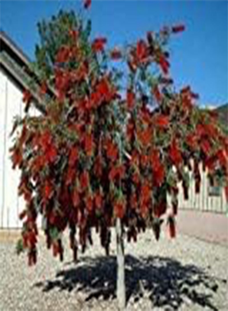 GGOOT Capt. Semi Cook Bottlebrush Tree (Callistemon Cap. Cook) 30 + seeds (120+)