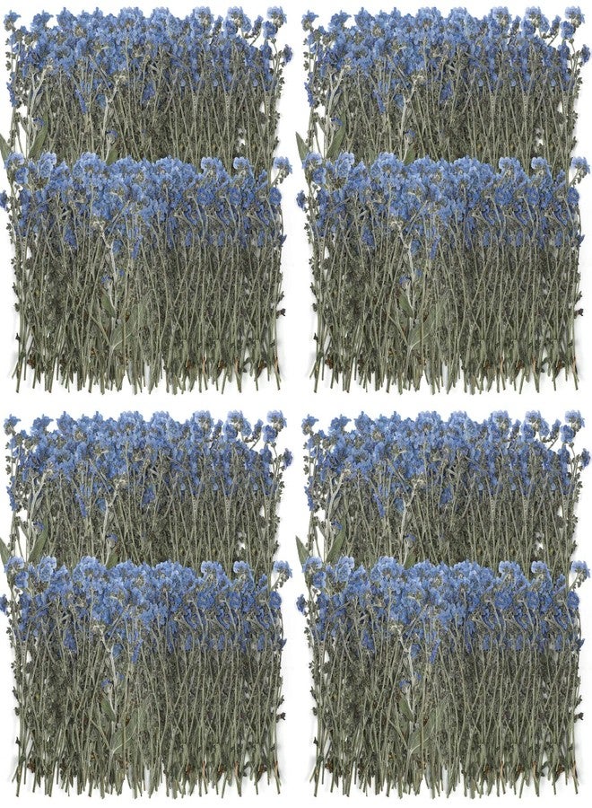 روويست 200 قطعة من زهور "لا تنساني" الطبيعية المجففة والمضغوطة باللون الأزرق، زهور مجففة حقيقية لصنع مجوهرات الراتنج والشموع والبطاقات وفن الأظافر وتزيين المنزل بنفسك - Image 1