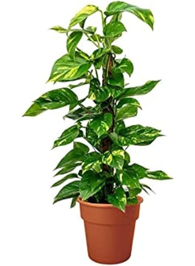 Dubai Garden Centre Epipremnum Aureum in Moss Stick