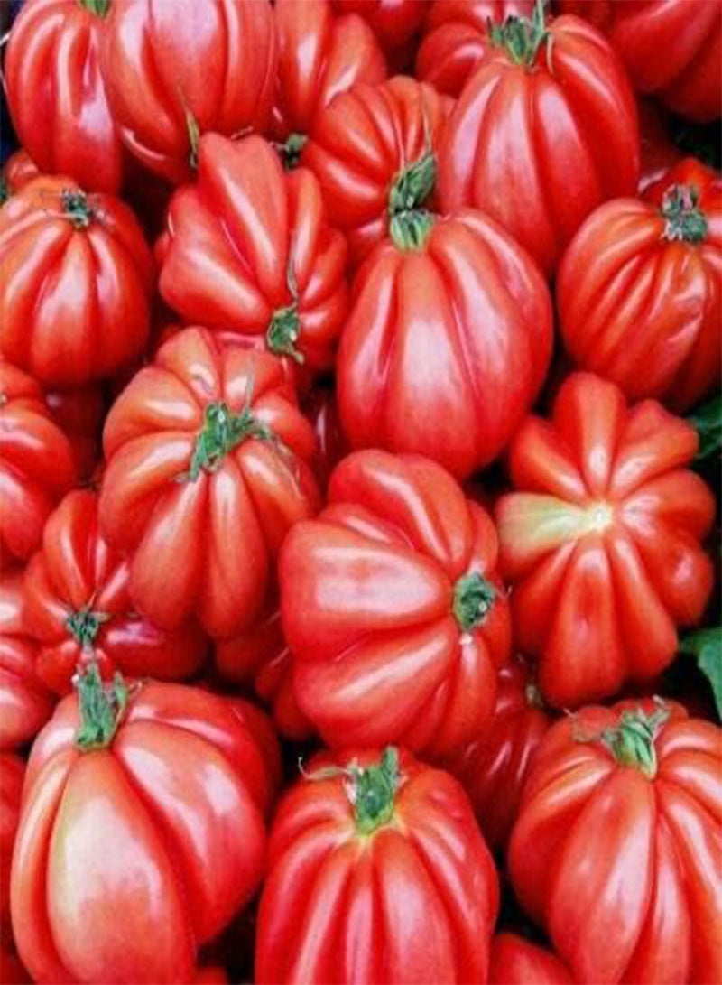 GGOOT 30 Seeds of Tomato Costoluto Fiorentino 'Beef Tomato