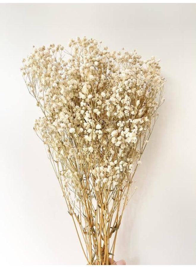 Dried Baby Flowers - Image 1
