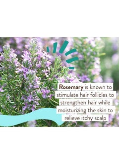 Babo Botanicals Babo Botanicals Eucalyptus Remedy Conditioner - Invigorating Eucalyptus, Rosemary & Pepermint - For all ages - Rebalancing Conditioner for all hair types - Vegan  - Image 4