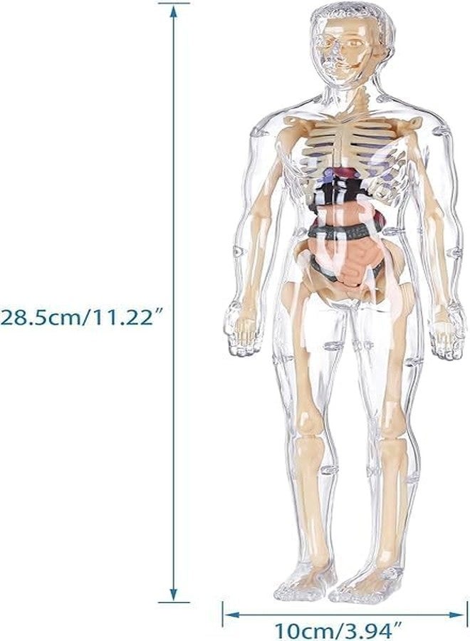 MVM Enterprise Human Body Model for Kids Puzzle 3D Human Body Parts Puzzle DIY Stem Educational Science Project Model for Kids Best Birthday Gift Clear Human Body Structure Model - Image 3