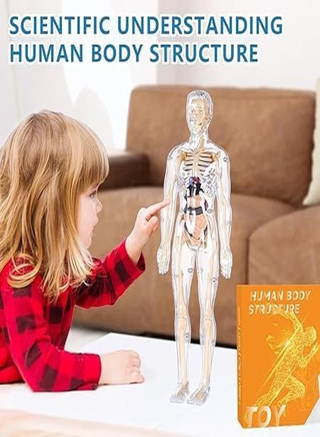 MVM Enterprise Human Body Model for Kids Puzzle 3D Human Body Parts Puzzle DIY Stem Educational Science Project Model for Kids Best Birthday Gift Clear Human Body Structure Model - Image 5