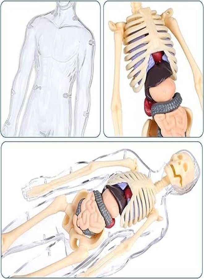 MVM Enterprise Human Body Model for Kids Puzzle 3D Human Body Parts Puzzle DIY Stem Educational Science Project Model for Kids Best Birthday Gift Clear Human Body Structure Model - Image 2