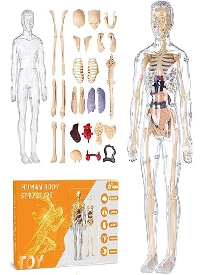MVM Enterprise Human Body Model for Kids Puzzle 3D Human Body Parts Puzzle DIY Stem Educational Science Project Model for Kids Best Birthday Gift Clear Human Body Structure Model - Image 1