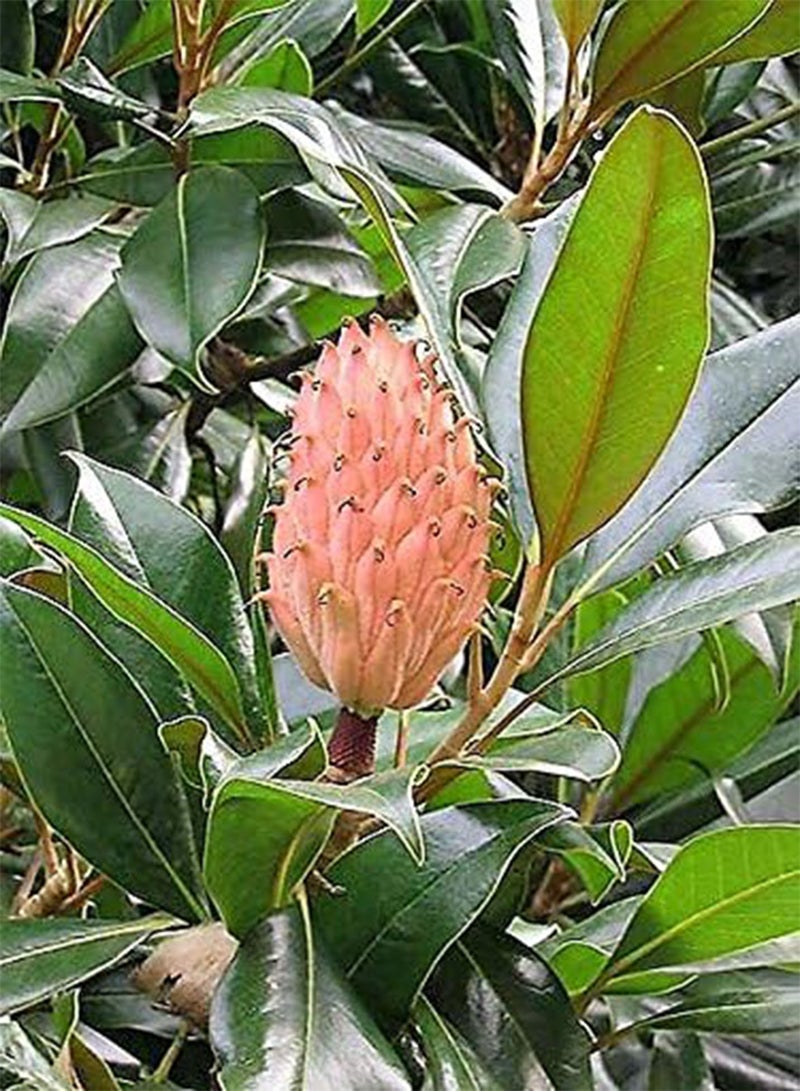 جي جوت 10 أشجار ماغنوليا جنوبية، أزهار بيضاء، 12 بوصة، بذور جراندي فلورا بول باي الأصلية - Image 1