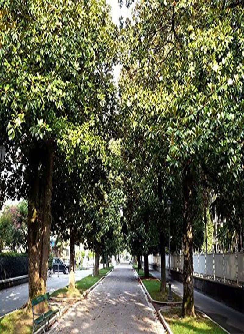 جي جوت 10 أشجار ماغنوليا جنوبية، أزهار بيضاء، 12 بوصة، بذور جراندي فلورا بول باي الأصلية - Image 4