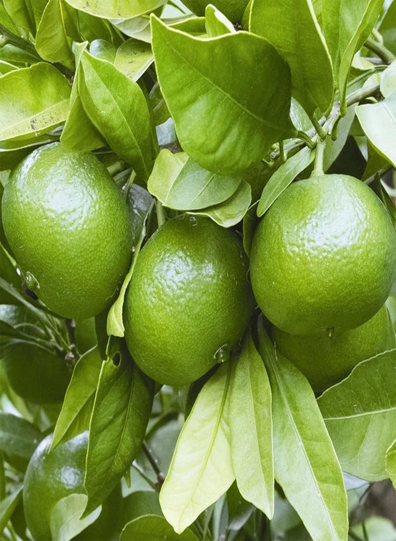 GGOOT 100Pcs Citrus Seeds Special Variety Green Mandarin Orange Perennial Shrubs Decorative Fruit Trees Easy to Plant and Germinate Suitable for Beginners - Image 1