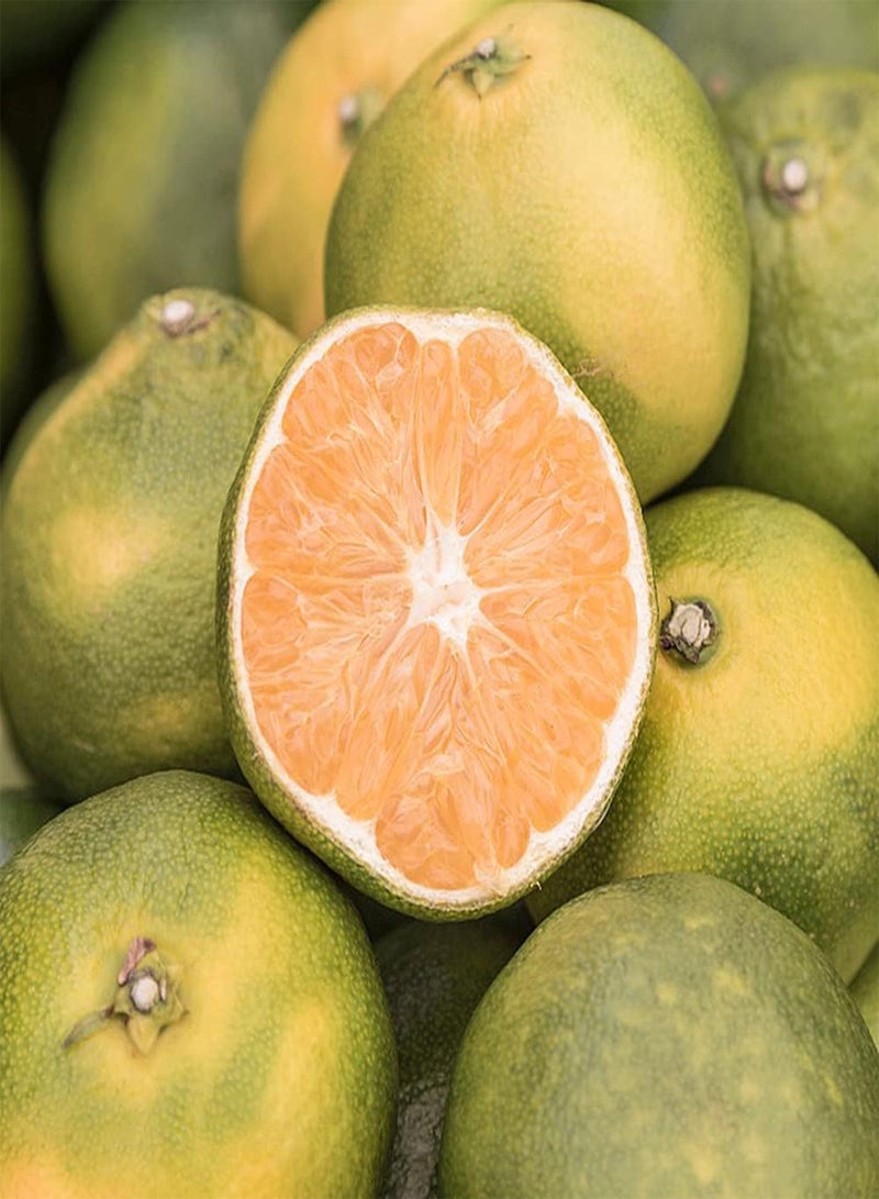 GGOOT 100Pcs Citrus Seeds Special Variety Green Mandarin Orange Perennial Shrubs Decorative Fruit Trees Easy to Plant and Germinate Suitable for Beginners - Image 3