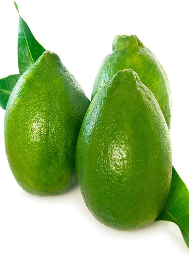 GGOOT 100Pcs Citrus Seeds Special Variety Green Mandarin Orange Perennial Shrubs Decorative Fruit Trees Easy to Plant and Germinate Suitable for Beginners - Image 2