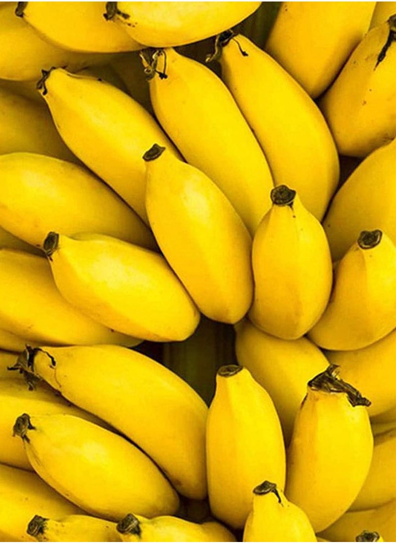 GGOOT - 50Pcs Dwarf Banana Tree Seeds - Image 1