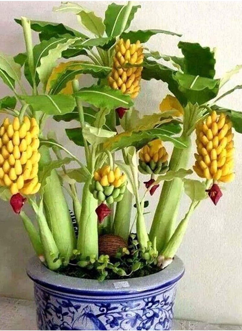 GGOOT - 50Pcs Dwarf Banana Tree Seeds - Image 1