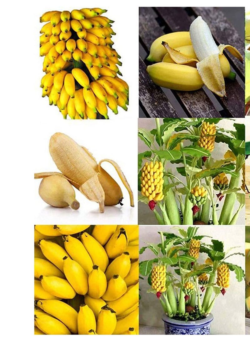 GGOOT - 50Pcs Dwarf Banana Tree Seeds - Image 1
