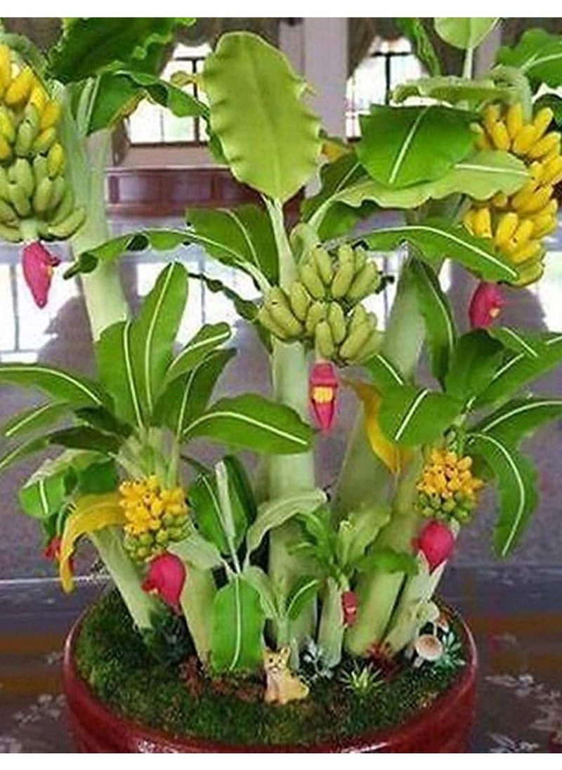 GGOOT - 50Pcs Dwarf Banana Tree Seeds - Image 1