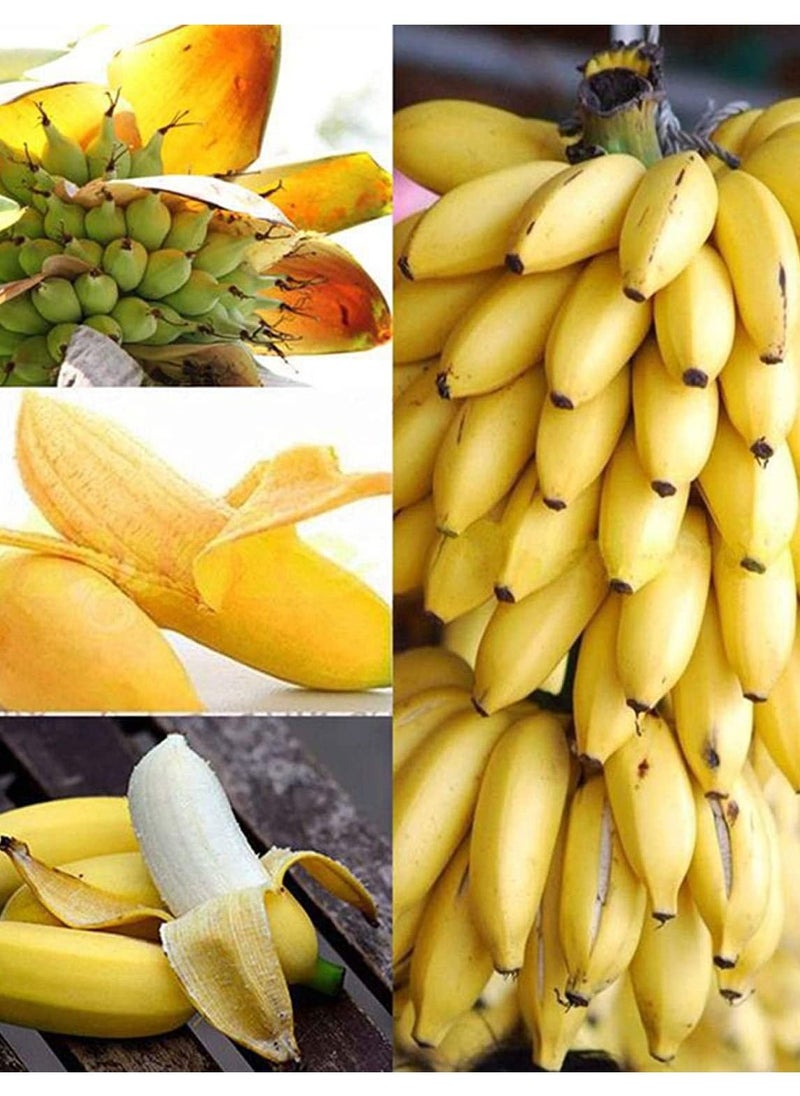 GGOOT - 50Pcs Dwarf Banana Tree Seeds - Image 1