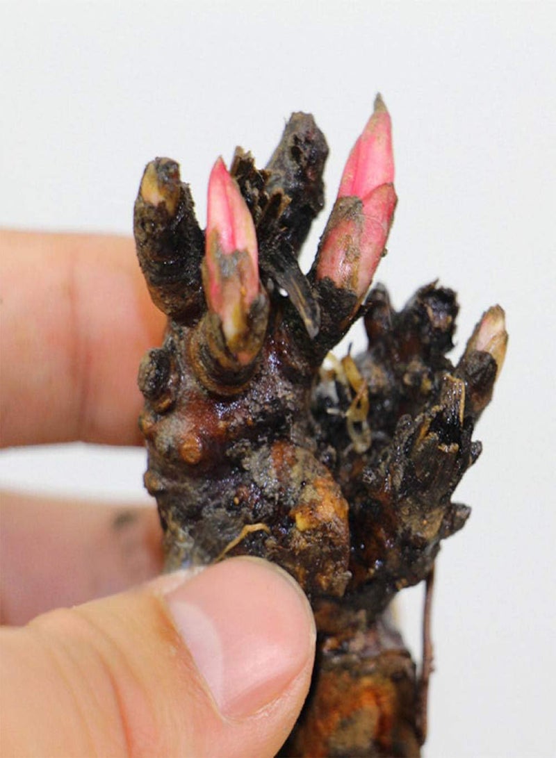 جي جوت بذور زهور معمرة غريبة قوية، كتلة جذر الفاوانيا مع براعم - تشاو يوان (من 3 إلى 6 رؤوس براعم)، مزيج من الزهور الملونة للحديقة المعمرة - Image 3