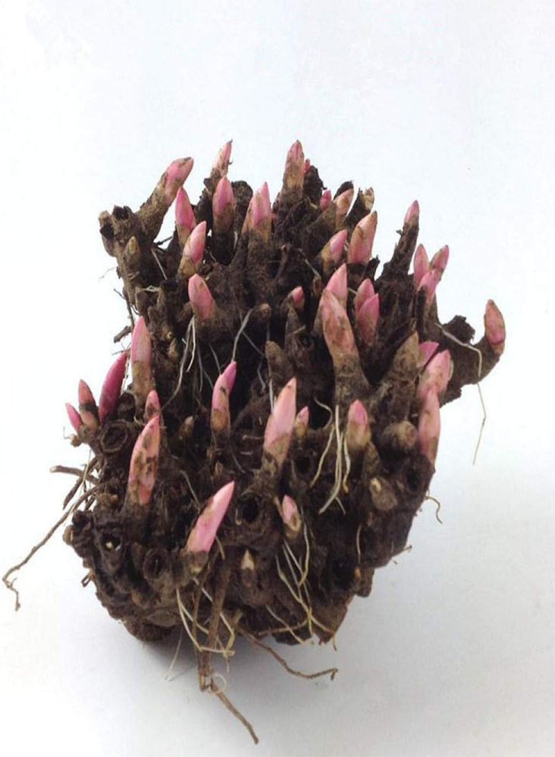 جي جوت بذور زهور معمرة غريبة قوية، كتلة جذر الفاوانيا مع براعم - تشاو يوان (من 3 إلى 6 رؤوس براعم)، مزيج من الزهور الملونة للحديقة المعمرة - Image 4