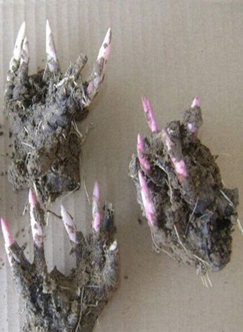 جي جوت بذور زهور معمرة غريبة قوية، كتلة جذر الفاوانيا مع براعم - تشاو يوان (من 3 إلى 6 رؤوس براعم)، مزيج من الزهور الملونة للحديقة المعمرة - Image 2