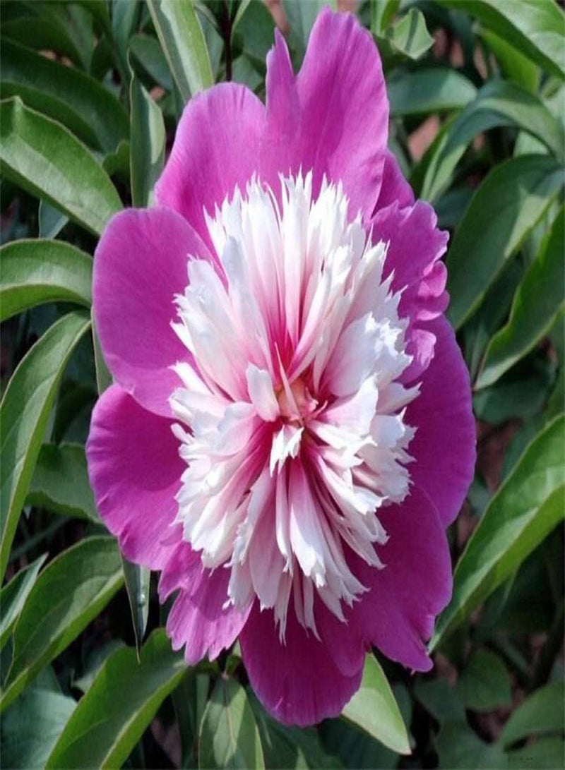 جي جوت بذور زهور معمرة غريبة قوية، كتلة جذر الفاوانيا مع براعم - تشاو يوان (من 3 إلى 6 رؤوس براعم)، مزيج من الزهور الملونة للحديقة المعمرة - Image 5